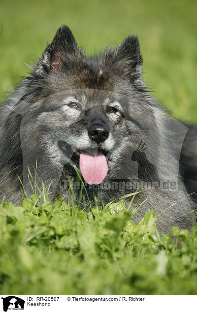 Keeshond / RR-20507