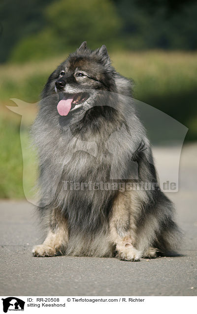 sitting Keeshond / RR-20508