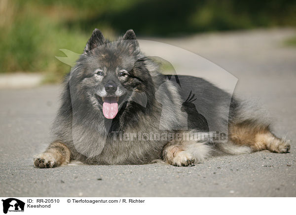 Keeshond / RR-20510