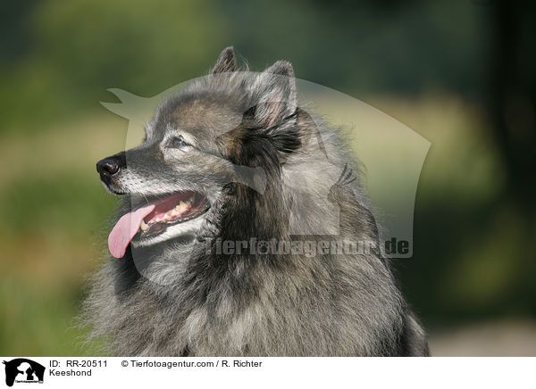 Keeshond / RR-20511