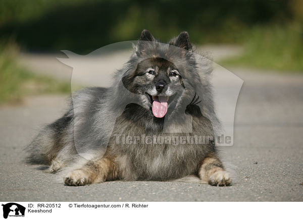 Keeshond / RR-20512