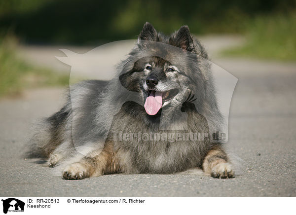 Keeshond / RR-20513
