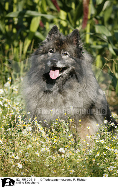 sitting Keeshond / RR-20516