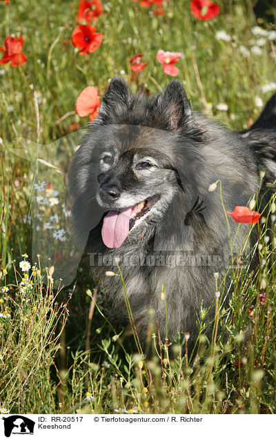Keeshond / RR-20517