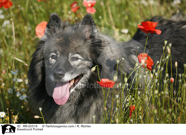 Keeshond Portrait / RR-20519