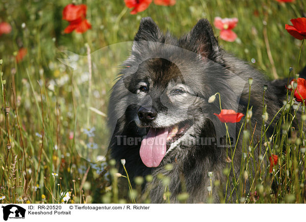 Keeshond Portrait / RR-20520