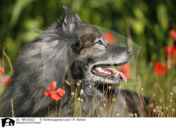 Keeshond Portrait / RR-20521