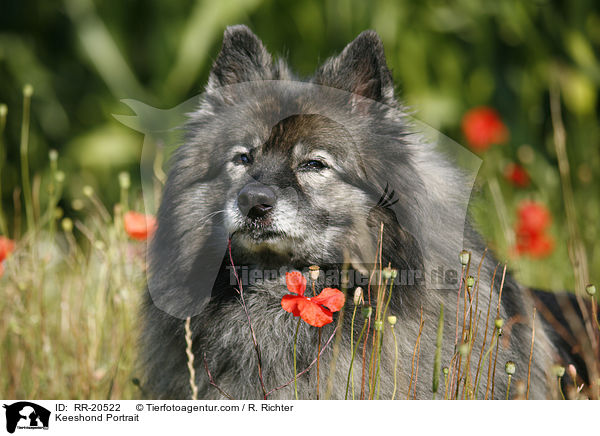 Keeshond Portrait / RR-20522