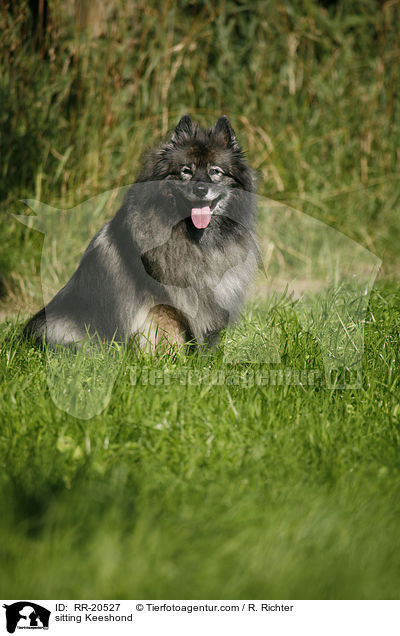 sitting Keeshond / RR-20527