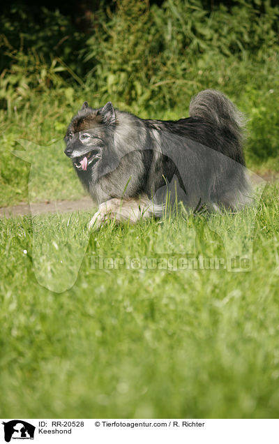 Keeshond / RR-20528