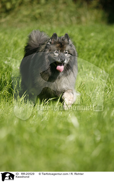 Keeshond / RR-20529
