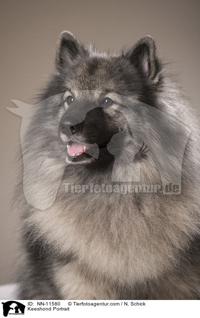 Keeshond Portrait / NN-11580