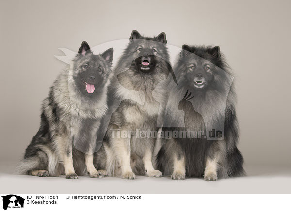 3 Keeshonds / NN-11581