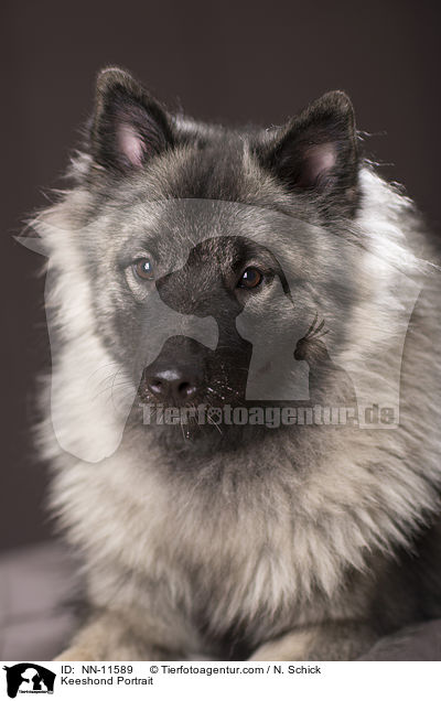 Keeshond Portrait / NN-11589