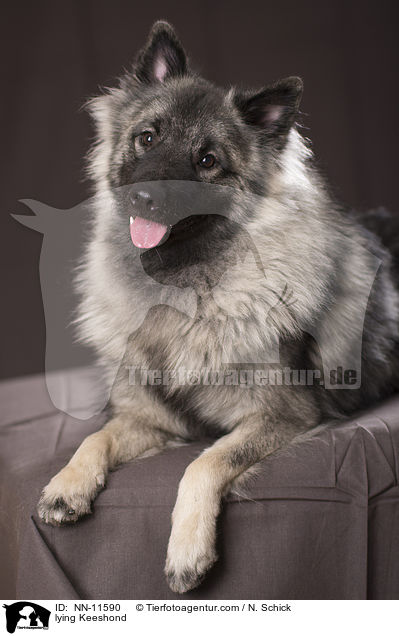 lying Keeshond / NN-11590
