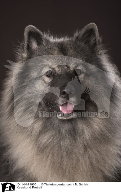Keeshond Portrait / NN-11605
