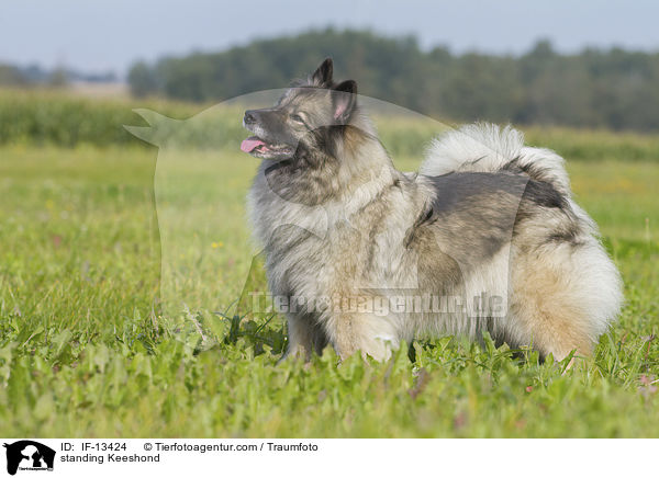 standing Keeshond / IF-13424