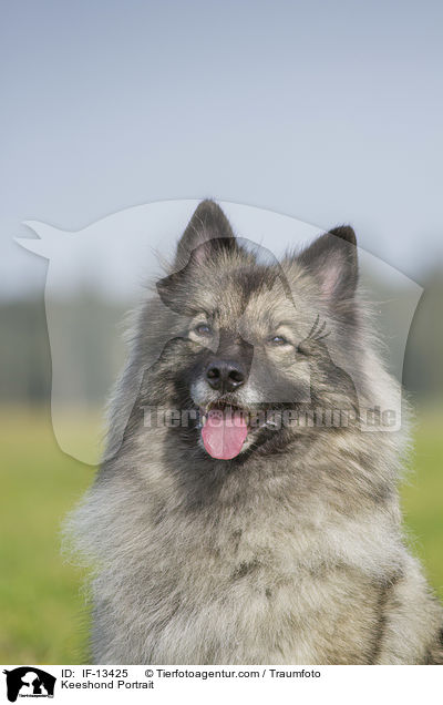 Keeshond Portrait / IF-13425