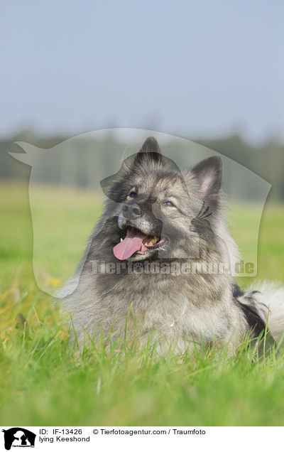 lying Keeshond / IF-13426