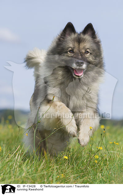 running Keeshond / IF-13428