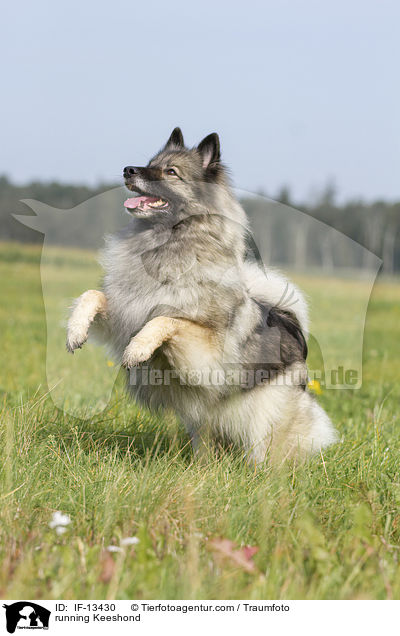 running Keeshond / IF-13430