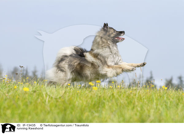running Keeshond / IF-13435