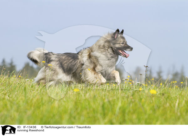 running Keeshond / IF-13436