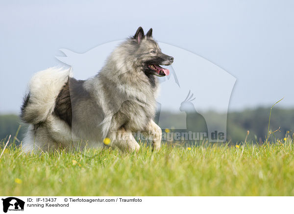 running Keeshond / IF-13437