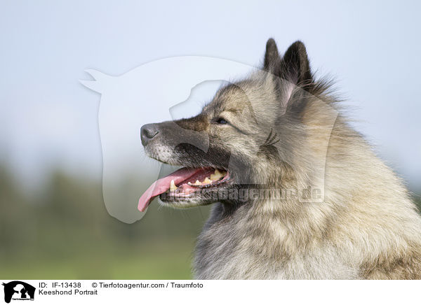 Keeshond Portrait / IF-13438