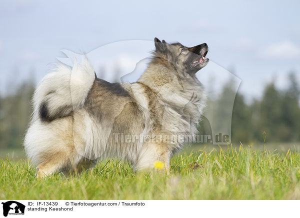 standing Keeshond / IF-13439