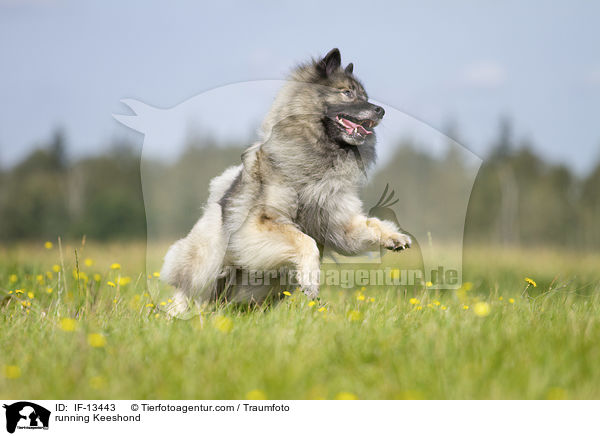 running Keeshond / IF-13443