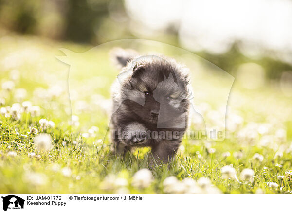 Keeshond Puppy / JAM-01772