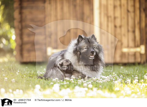 Wolfsspitze / Keeshonds / JAM-01784