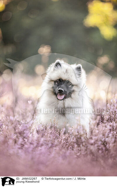 young Keeshond / JAM-02267