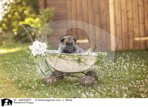 Wolfsspitz Welpe / Keeshond Puppy / JAM-02937