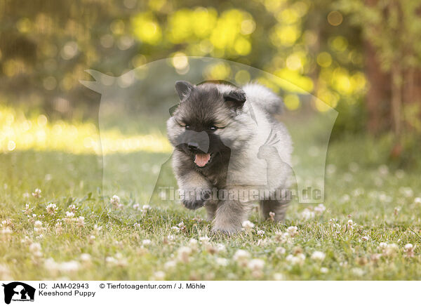 Keeshond Puppy / JAM-02943