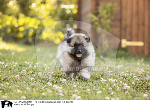 Keeshond Puppy / JAM-02949