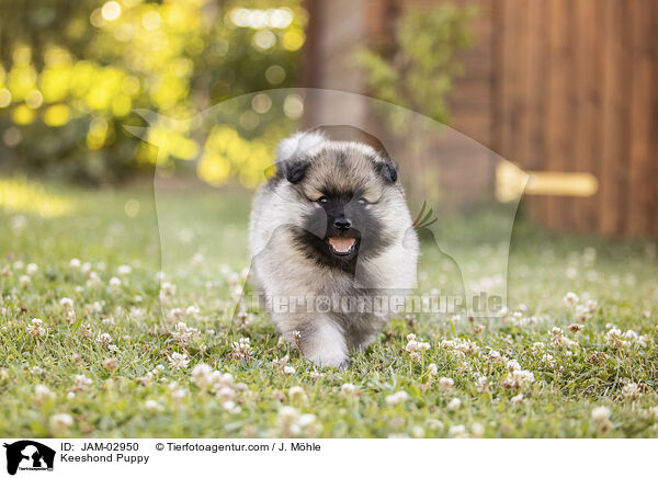 Keeshond Puppy / JAM-02950