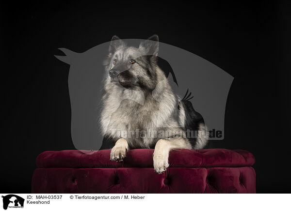 Wolfsspitz / Keeshond / MAH-03537