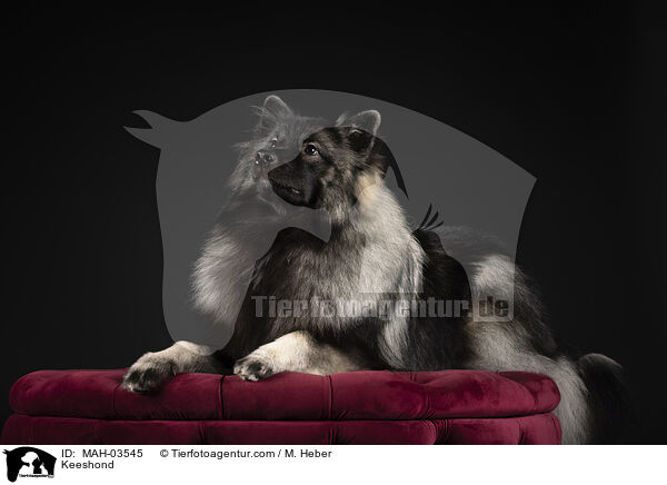 Keeshond / MAH-03545