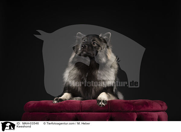 Keeshond / MAH-03546