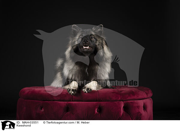 Wolfsspitz / Keeshond / MAH-03551