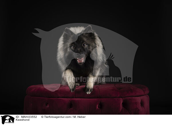 Wolfsspitz / Keeshond / MAH-03552