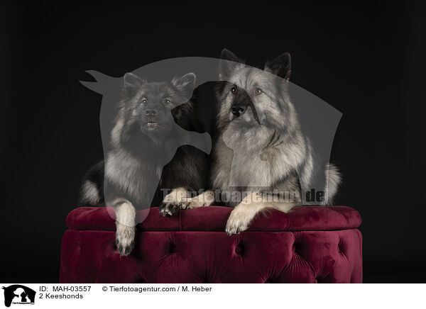 2 Keeshonds / MAH-03557