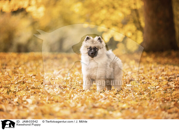 Keeshond Puppy / JAM-03542