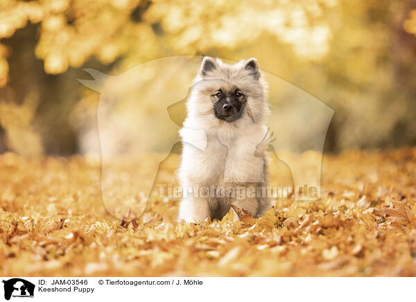 Keeshond Puppy / JAM-03546