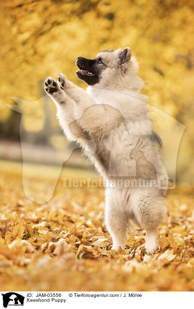 Keeshond Puppy / JAM-03556