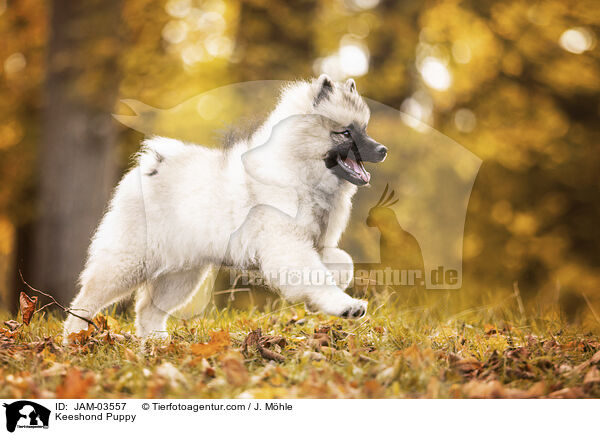 Keeshond Puppy / JAM-03557