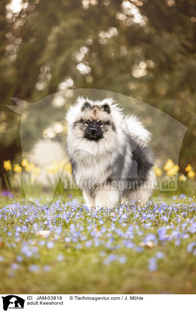 adult Keeshond / JAM-03818