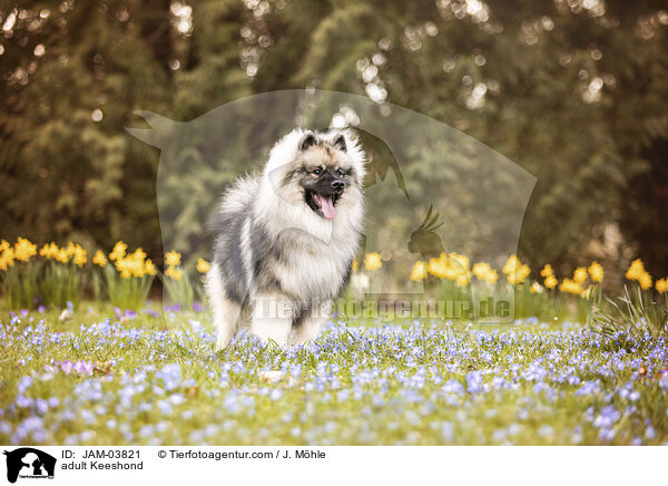 adult Keeshond / JAM-03821